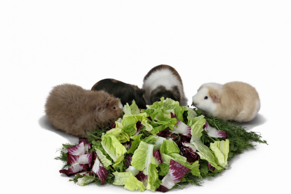 Piggies2